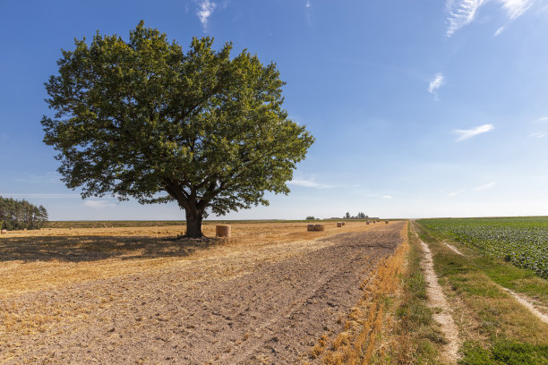 一棵高大的绿色橡树和一片农田图片下载