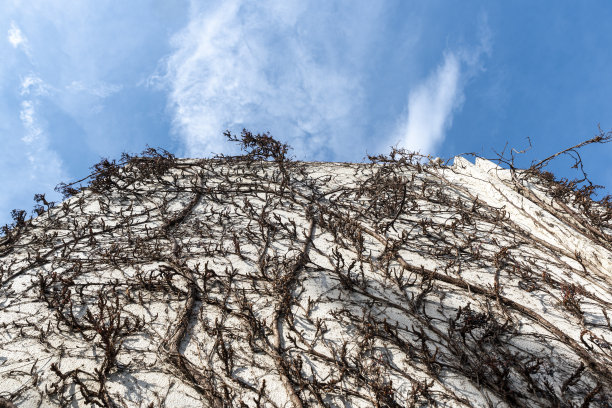 墙上有干燥的常春藤植物背景图片下载