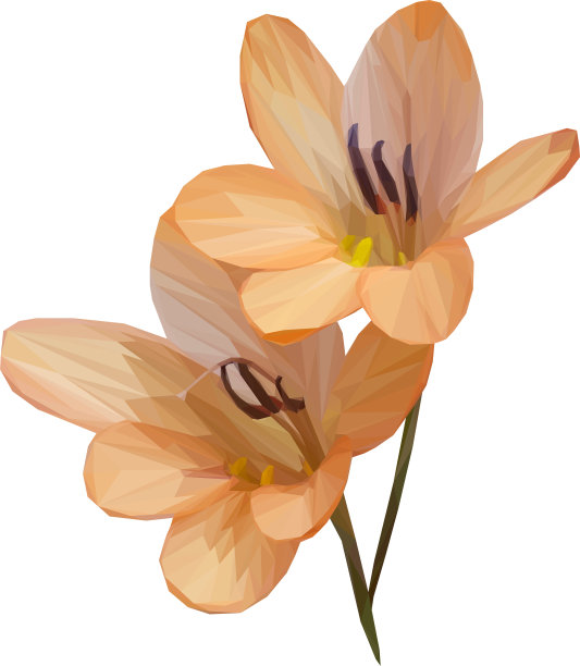 几何橙花图片下载