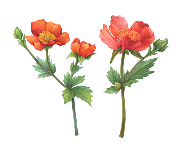 一组红色的金凤花(被称为小桔白杨梅或红色白杨梅)和绿色的叶子。水彩手绘插图孤立的白色背景。图片下载