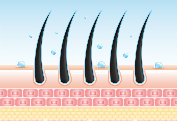 护发血清毛囊诊断解剖学皮肤图片下载