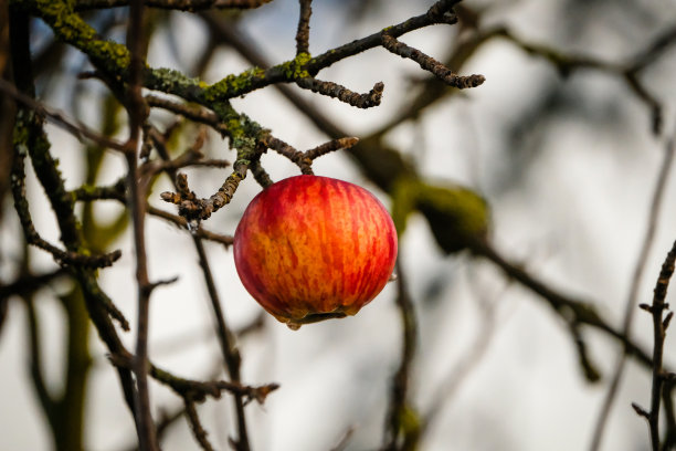 树枝上的苹果图片下载