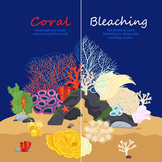 珊瑚白化的形象图片下载