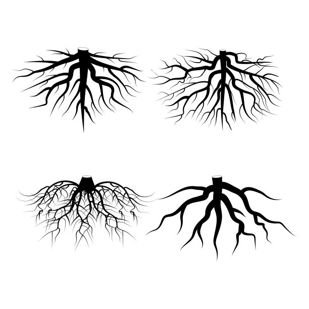 白色背景上的根。自然插图。树矢量图标。花的背景。圆的形状。股票的形象。每股收益10。图片下载