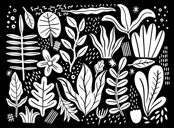 叶扁平，热带植物孤立在白色上图片下载