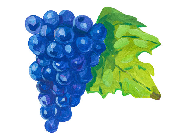 红葡萄。水粉手绘丙烯素描图片下载