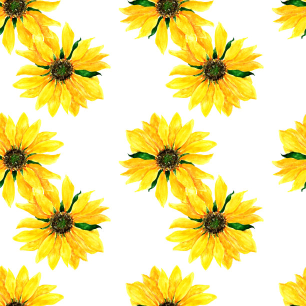 一个简单的无缝水彩黄色向日葵堆叠在彼此之上的白色背景图案。简单的夏季背景设计模板图片下载