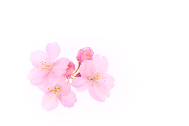 白色背景图片下载