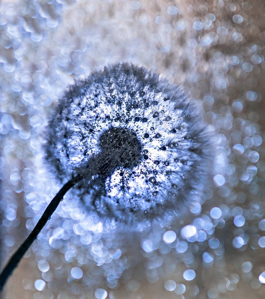 白色蓬松的蒲公英种子特写在水滴和蓝色的散景灯与选择性聚焦。海报设计图片下载
