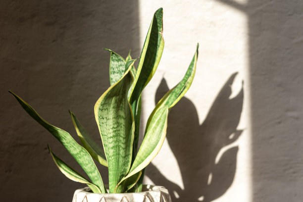 混凝土墙背景上的虎尾兰植物图片下载