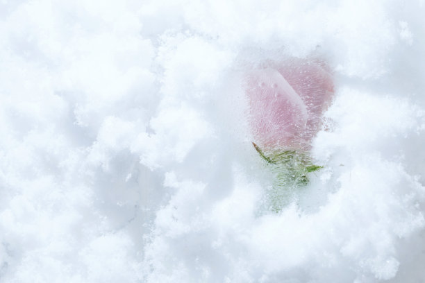 冰冻的玫瑰图片下载