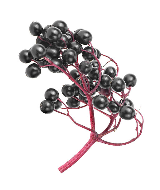 接骨木浆果在红色枝孤立在白色的背景，俯视图。Sambucus。图片下载