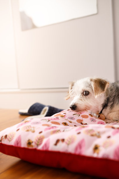 母狗躺在她的床上，看起来很可疑图片下载