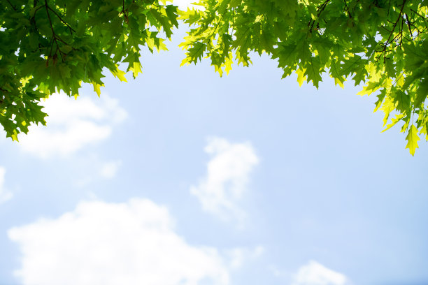 散焦天空上的春天树叶图片下载