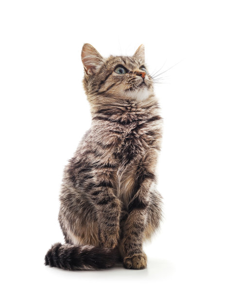 小灰害怕割草。图片下载