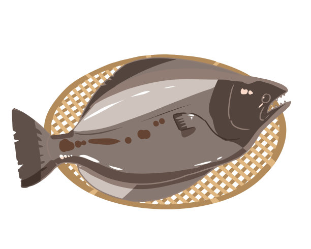 格陵兰大比目鱼没有线图片下载