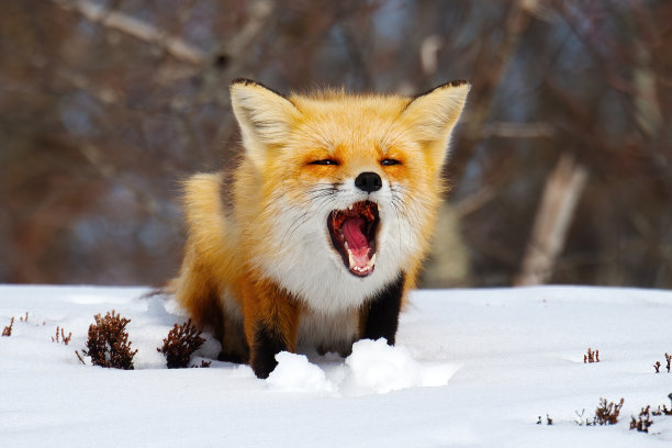 雪地里的一只红狐图片下载