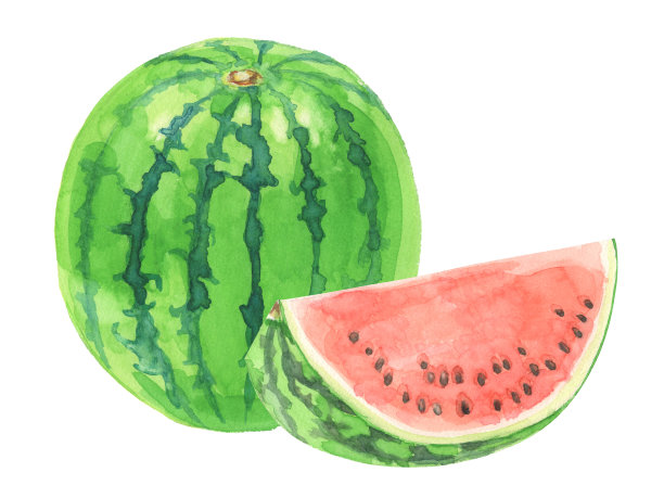 西瓜。水彩画在白色的背景图片下载