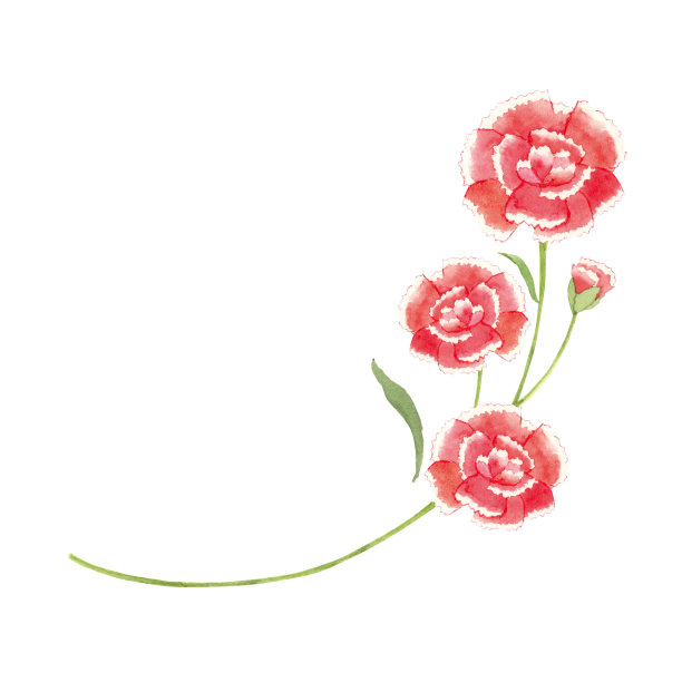 康乃馨母亲节的背景图片下载