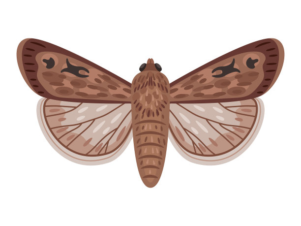 奇异的蛾。卡通夜行昆虫有翅膀，飞惊人的大澳大利亚蝴蝶图片下载