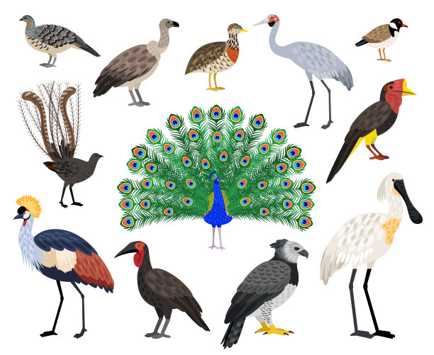 彩色珍奇鸟套装。卡通美丽的飞行人物与喙和羽毛图片下载