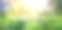 春天的森林景观与盛开的报春花。图片下载