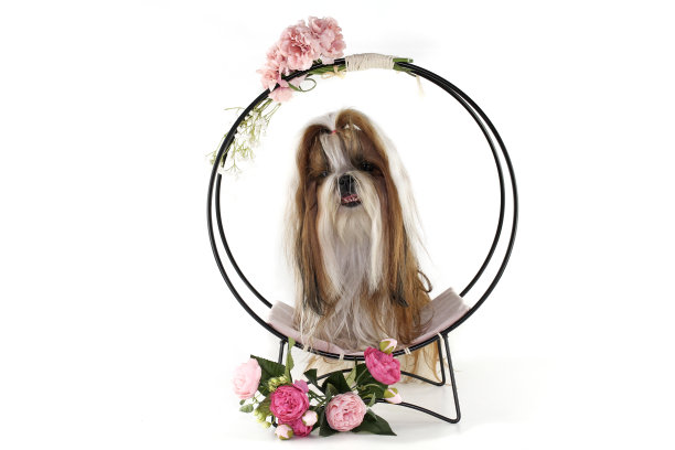 西施犬长毛孤立图片下载