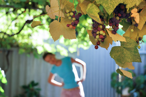 有选择地集中挂在院子上方的一簇簇的异bell浆果图片下载