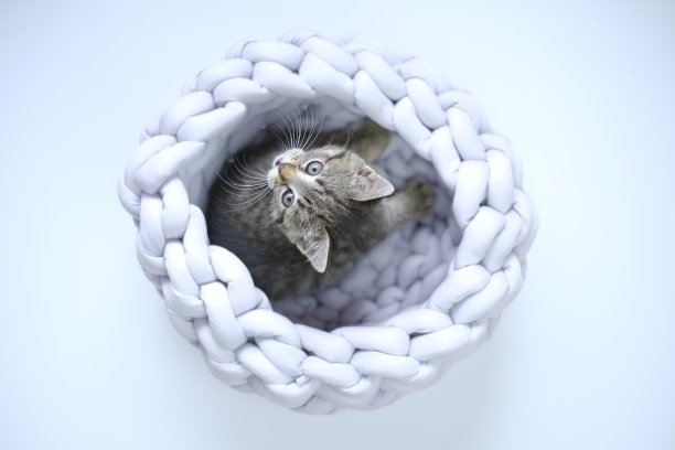 小猫咪。宠物。灰色的小猫在灰色背景的灰色柳条床上。从以上观点。宠物和动物。苏格兰折耳小猫图片下载