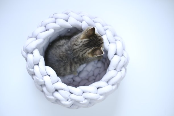 小猫咪，小猫咪，灰色小猫，灰色背景，灰色柳条床。从以上观点。宠物和动物。苏格兰折猫图片下载