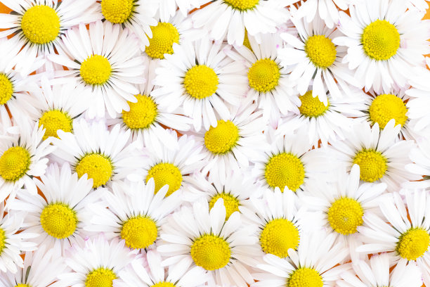 (选择性聚焦)美丽的雏菊花朵形成一个自然的背景俯视图。图片下载