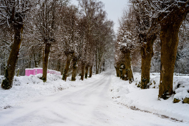 这是一条冰雪覆盖的冬季道路，穿过一排传统修剪的柳树。图片来自瑞典斯堪尼亚图片下载