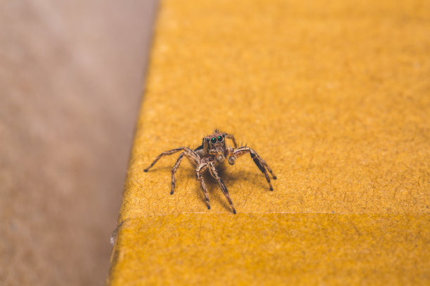 美丽的自然昆虫库存照片。图片下载