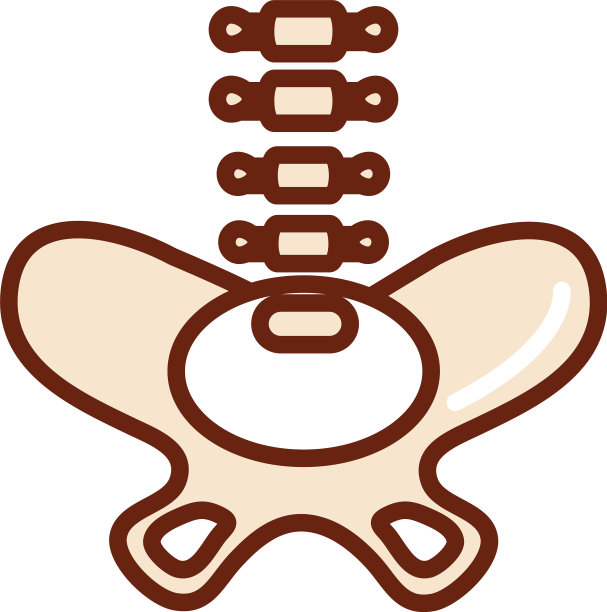 人体骨盆骨骼解剖器官健康图片下载