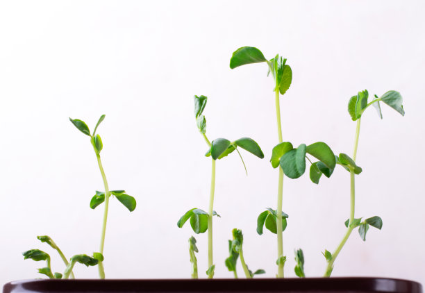 绿色的豌豆在白色的背景下发芽图片下载