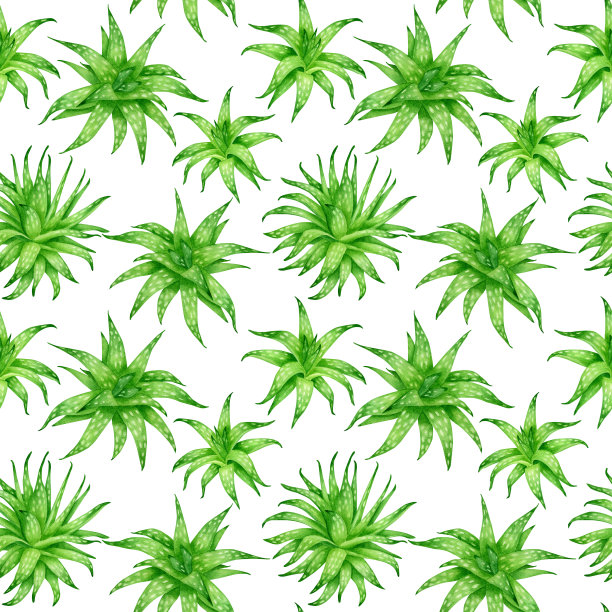 水彩芦荟无缝图案。郁郁葱葱的常绿肉质植物画孤立在白色的背景。植物设计用于化妆品，包装，装饰，草药，皮肤护理。图片下载