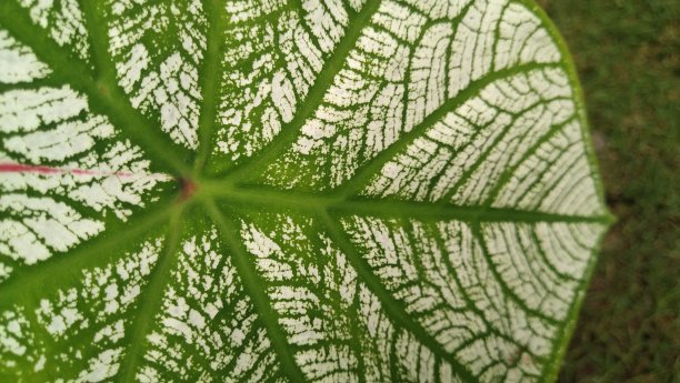 心形叶子，绿色和白色，顶部略带红色。图片下载