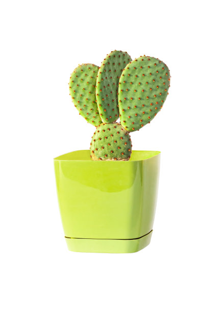 花盆里的仙人掌图片下载