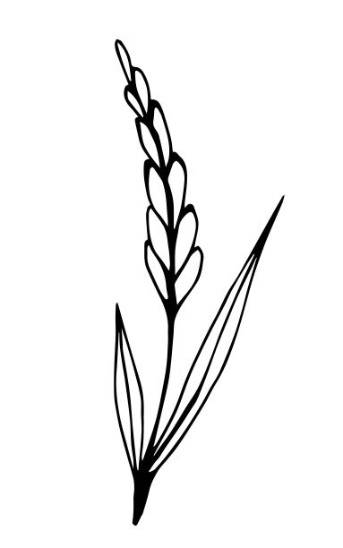 手绘简单的矢量插图在黑色轮廓。穗小麦、谷类，种植有机植物，农业季节性收获。食品、面包、面粉。为标签，商店，市场。图片下载