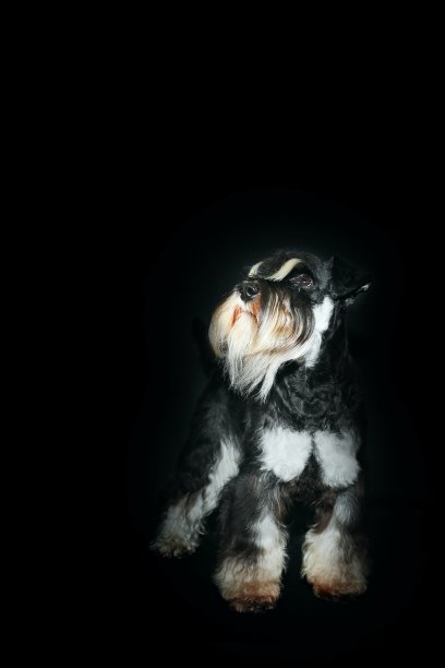 狗的肖像微型雪纳瑞黑色背景图片下载