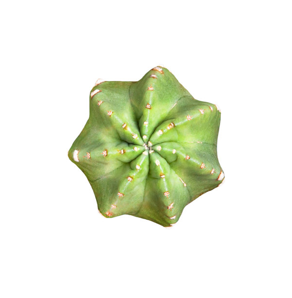 仙人掌图片下载