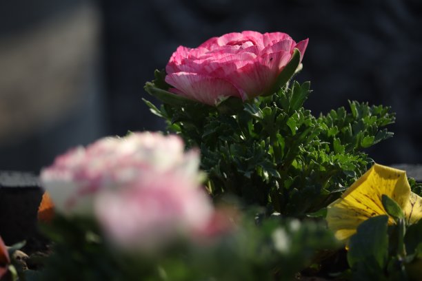 玫瑰花朵图片下载