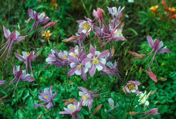 耧斗菜花-科罗拉多州花- 0220图片下载