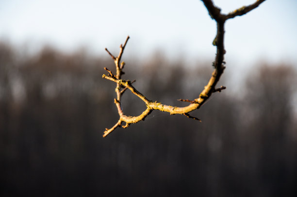 光秃秃的树枝与秋天的风景隔绝图片下载