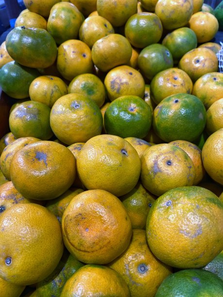 一个垂直的镜头，一束橙子，大部分是成熟的混合了一些尚未成熟，仍然是绿色的图片下载