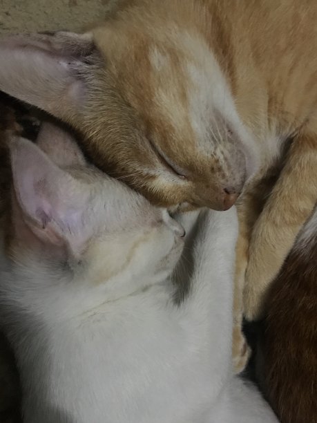 可爱的猫图片下载