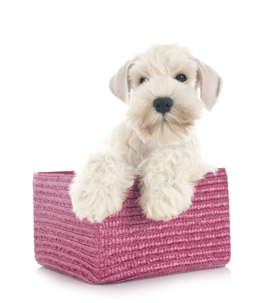 白色迷你雪纳瑞图片下载