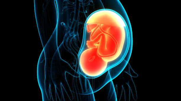 子宫解剖学中的人类胎儿婴儿图片下载