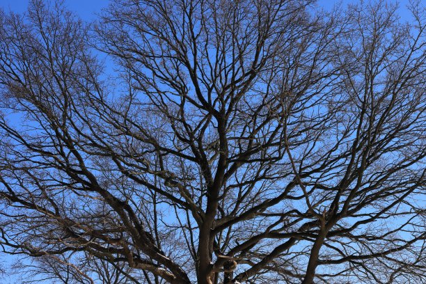 向天空图片下载