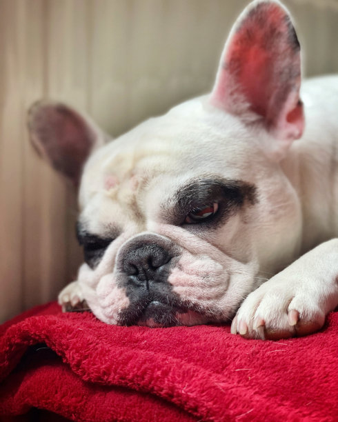 昏昏欲睡的法国斗牛犬在暖气片旁边图片下载